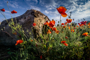 Poppies in spring at Fleury d'Aude Poppies in spring at Fleury d'Aude